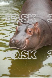 Hippo baby 0060